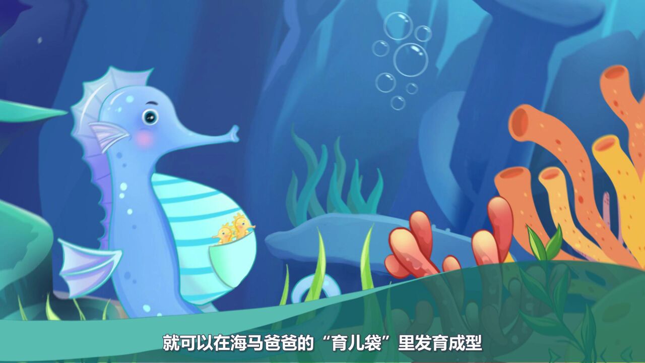 海底小纵队探索神秘海洋——会生孩子的海马爸爸