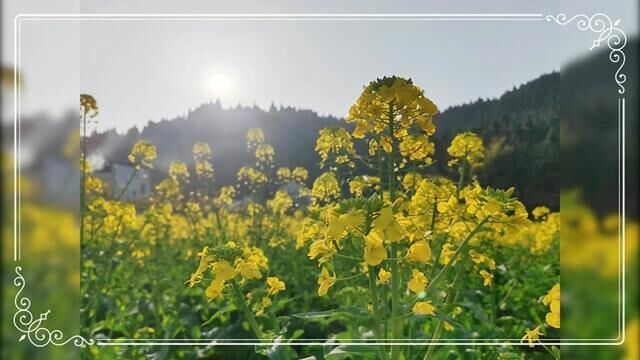 纯天然原生态菜花蜜,来自我们乡村.