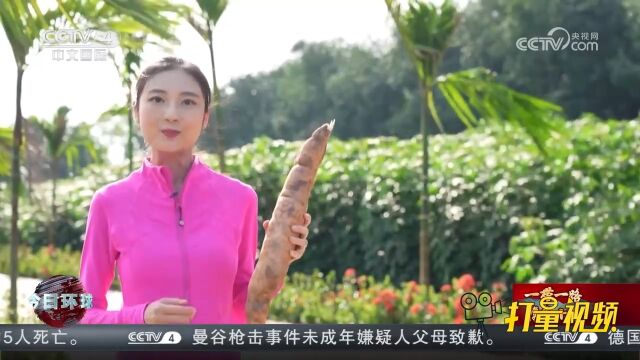 推进“一带一路”农业合作,共同维护世界粮食安全