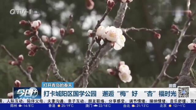 打卡城阳区国学公园,邂逅“梅”好“杏”福时光