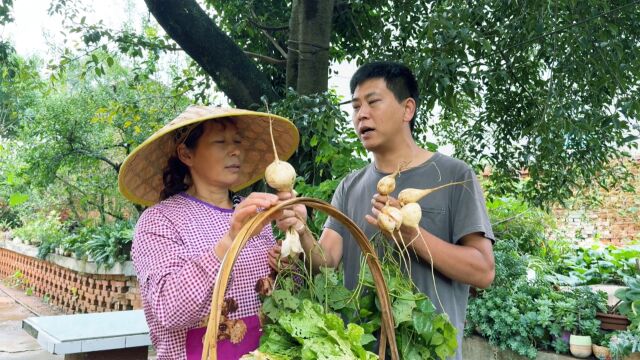 土瓜还没完全成熟,儿子偷偷挖了几个,老妈看见心疼了