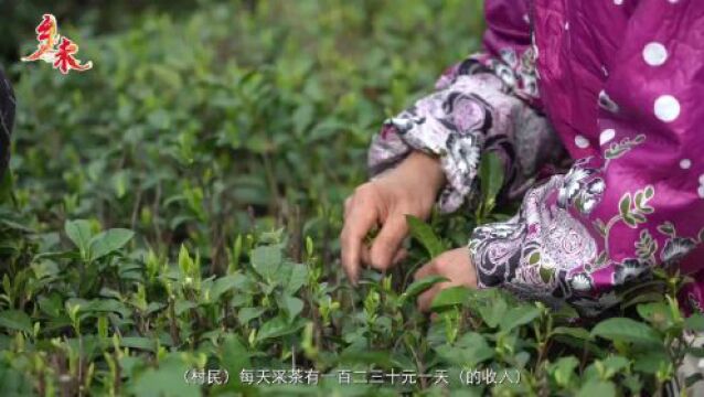 乡味|永川秀芽:春风又绿园中茶 一杯香茗品振兴