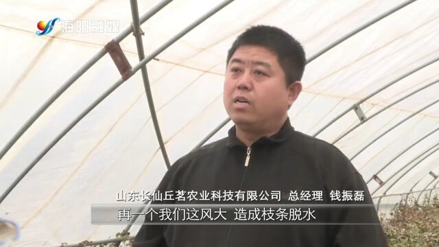 茶园应对“倒春寒“:棚内温度控制在20℃