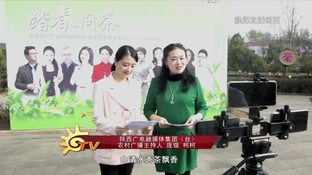 陕西广播电视台TV一周刊:《踏春问茶》融媒直播在西乡东裕茗园举行