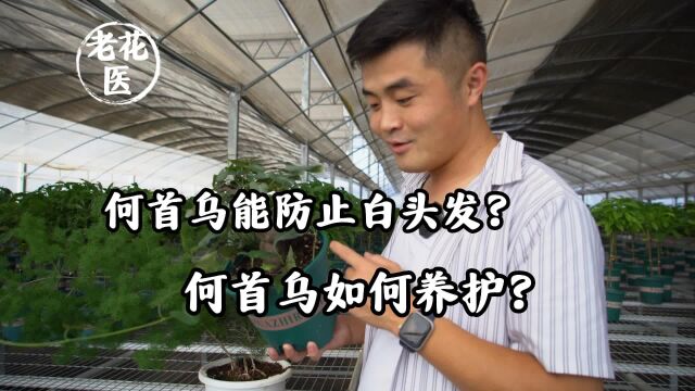 何首乌能防止白头发?何首乌如何养护?