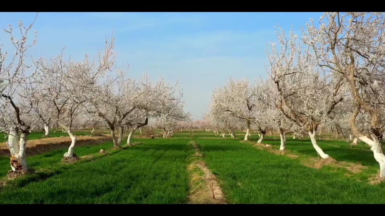 花有约,春不负!英吉沙县杏花节开幕