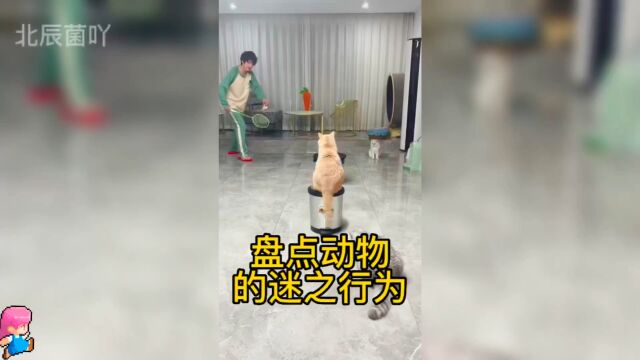 盘点动物的迷之行为