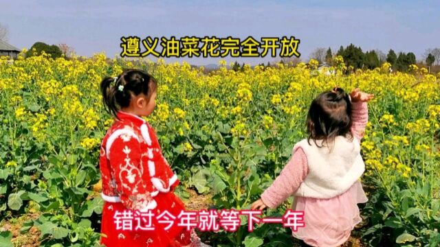 贵州遵义油菜花全面开放,周末一家4口赏花,金黄的花美丽动人