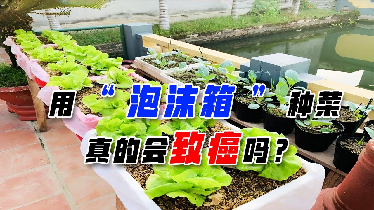 泡沫箱可以种菜吗?为啥吃了之后会致癌?听听专家怎么说