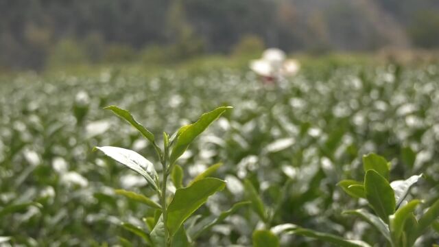 好山好水出好茶—“龙翔谷”福茶