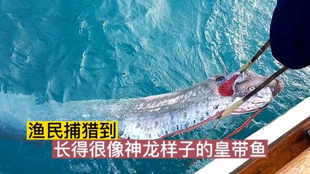 渔民捕猎到长得很接近神龙样子的皇带鱼