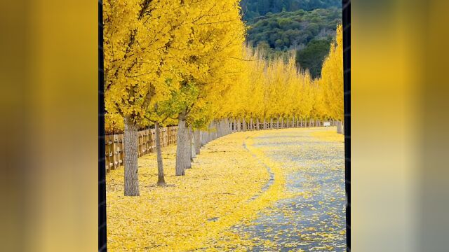 当身边的一道道风景,变成了回忆,才忽然发现,风景依然在,人已非少年.起初,我们揣着糊涂装明白;后来,我们揣着明白装糊涂.”