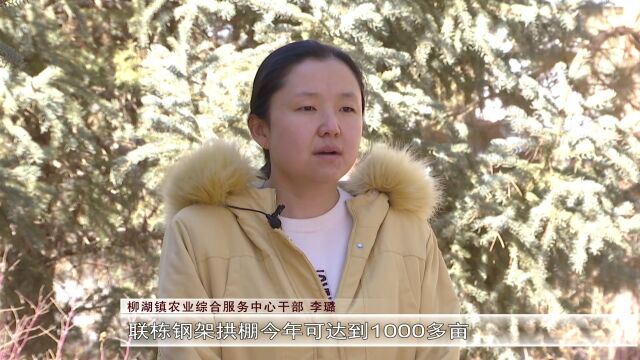 玉门市柳湖镇:抢抓农时忙春种 温室拱棚“闹”春忙