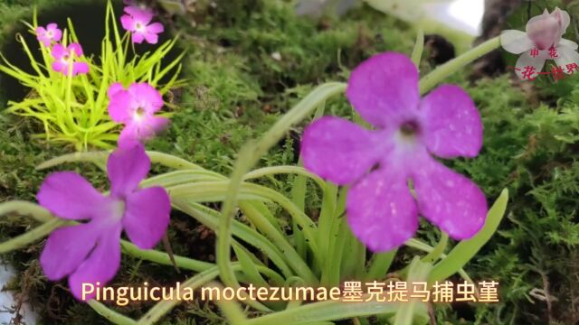 Pinguicula moctezumae墨克提马捕虫堇