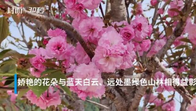 30秒 | 四川盐亭花卉产业“增色”乡村 农旅融合助推振兴