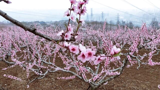 厥湾村里桃花开