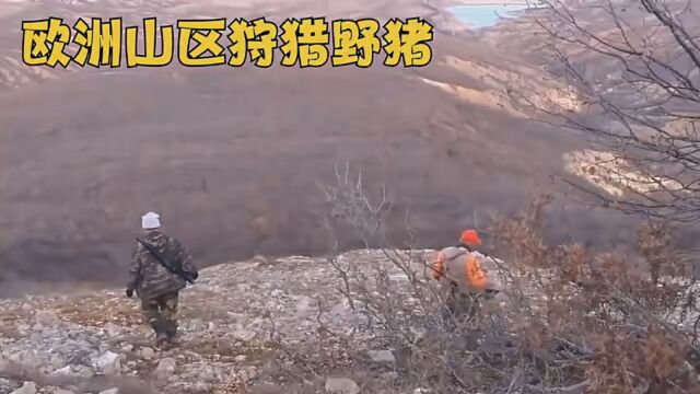 欧洲山区森林野猪泛滥,危害游客安全,老猎人重出江湖#移动有三宝 #视频来自国外合法狩猎