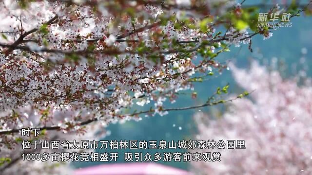 山西太原:玉泉山樱花盛放满园春