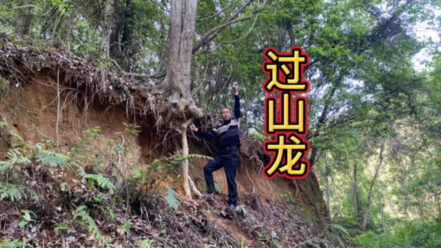 大山里可遇不可求的“过山龙”,原来是毒蛇的克星,看看长啥样的