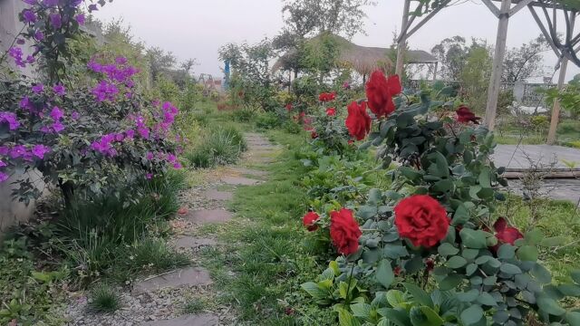 院子里的花花草草,就等你来欣赏,李庄古镇山间民宿欢迎你.