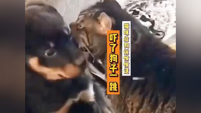 搞笑动物配音 同名视频随机起名14038432828