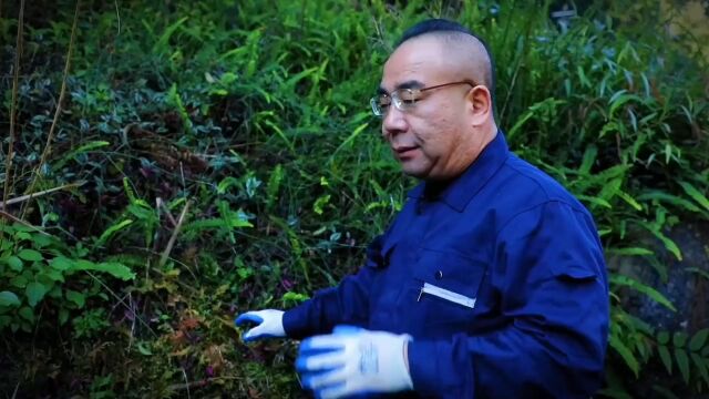 大山里能食用的奇特植物,肾蕨,你吃过吗?