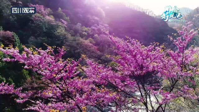 川渝好风光丨唐家河:十里紫荆花正艳