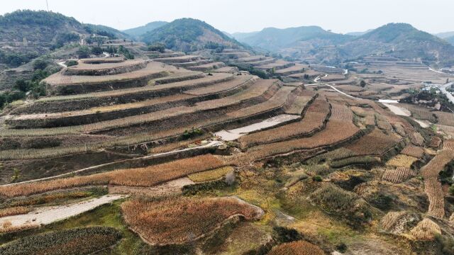 寺湾便民服务中心:饲草青贮助推畜牧业发展和村集体经济增收双赢mp4