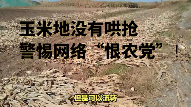 玉米地没有哄抢,警惕网络“恨农党”!