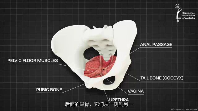 女性骨盆底肌肉  3D 动画