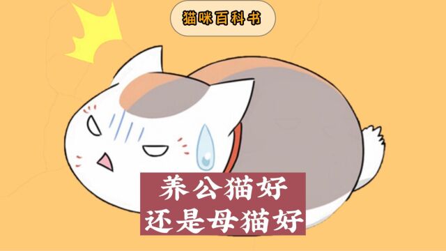 养公猫还是母猫呢?看完你就有答案