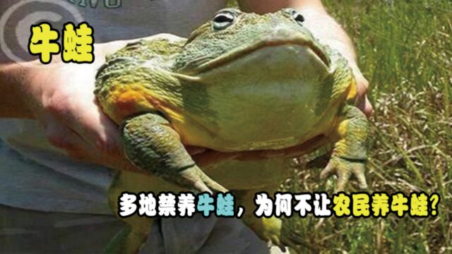 多地禁养牛蛙,为何不让农民养牛蛙?以后还能吃牛蛙吗?