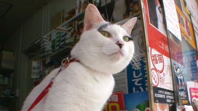 一只天生八字眉的猫咪,成为便利店的福猫,因为福猫可以加持好运