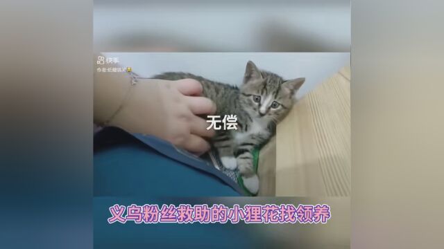 义乌的小仙女救助了一只可爱的狸花猫,有意向的留言喔! #猫咪领养