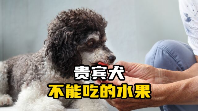 贵宾犬不能吃这6种水果,你知道吗?