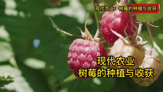 树莓种植技术,现代农业:树莓的种植与收获