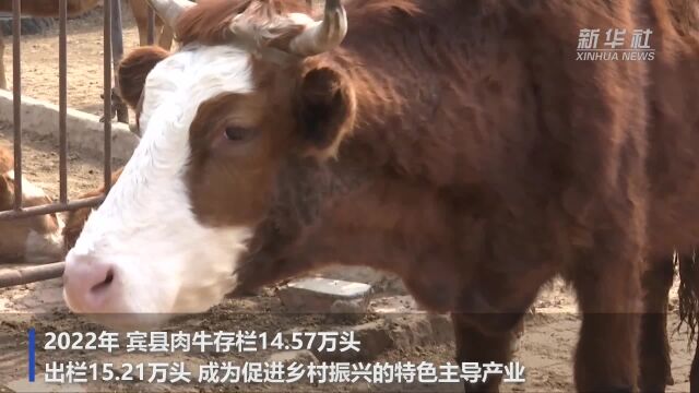 黑龙江宾县:肉牛产业助力乡村振兴