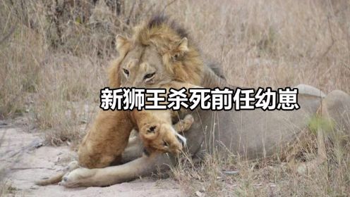 入侵雄狮咬死幼崽，母狮目睹全过程，无能为力悲痛欲绝