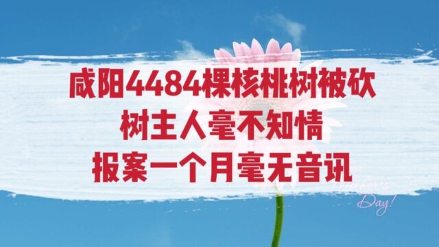 咸阳4484棵核桃树被砍,树主人尽然毫不知情,报案一个月毫无音讯