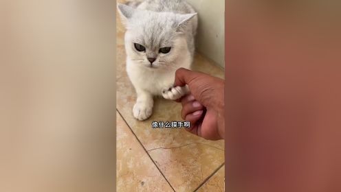 小猫咪信任度测试