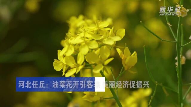 河北任丘:油菜花开引客来 美丽经济促振兴