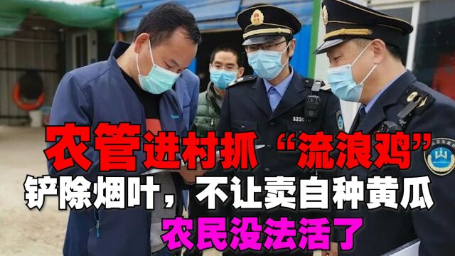 农管进村抓“流浪鸡”,铲除烟叶,不让卖自种黄瓜,农民怎么活?