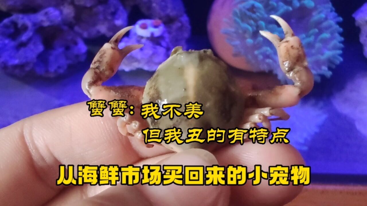 从海鲜市场买回来的小宠物,翻沙玉蟹