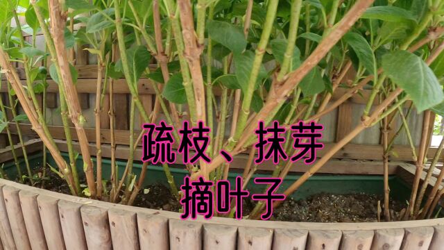 一楼小院花箱里的绣球操作:疏枝、抹芽、摘叶子!园艺经验分享