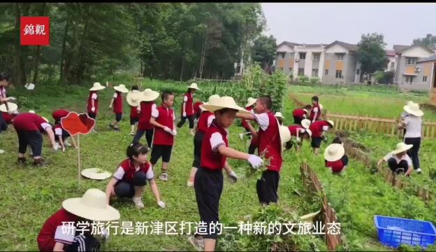 打卡和美乡村消费新场景︱新津月光宝荷