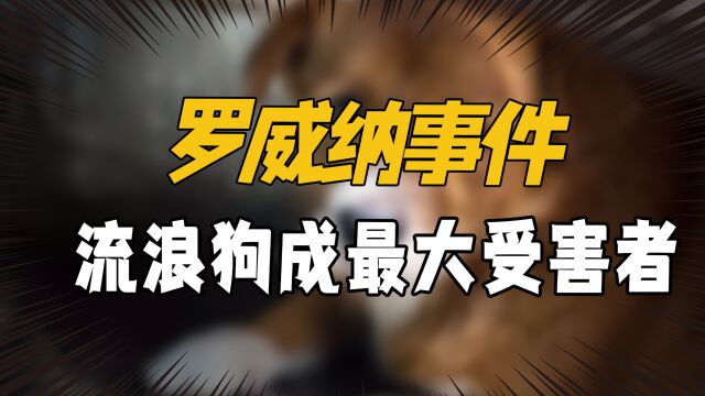 崇州咬人事件多地成立捕狗队,未栓绳直接抓走,流浪狗该何去何从