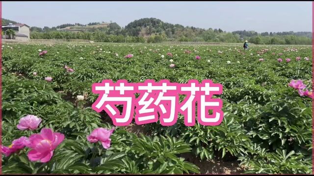 23年4月中旬,在四川德阳中江回龙芍药花基地看到的情景