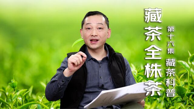 全面了解藏茶的全株茶含义!藏茶全集42部教程