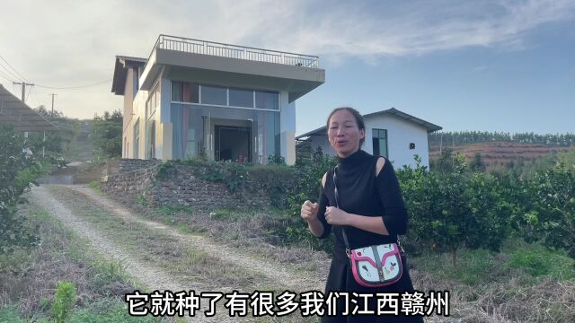 农村大山里住着唯一一户人家,一年收入200万,难怪不愿意离开