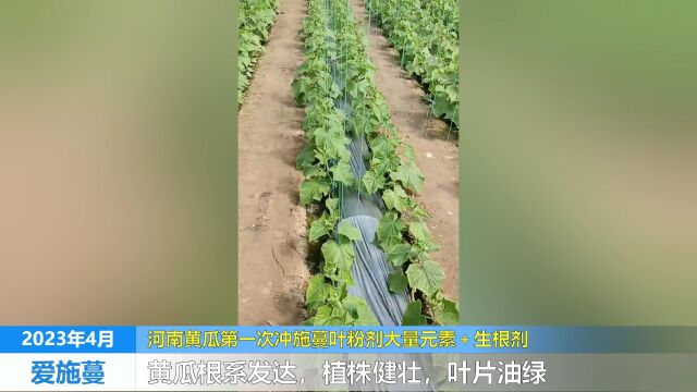 水溶肥厂家河南黄瓜冲施蔓叶大量元素水溶肥+生根剂,根系发达,植株健壮